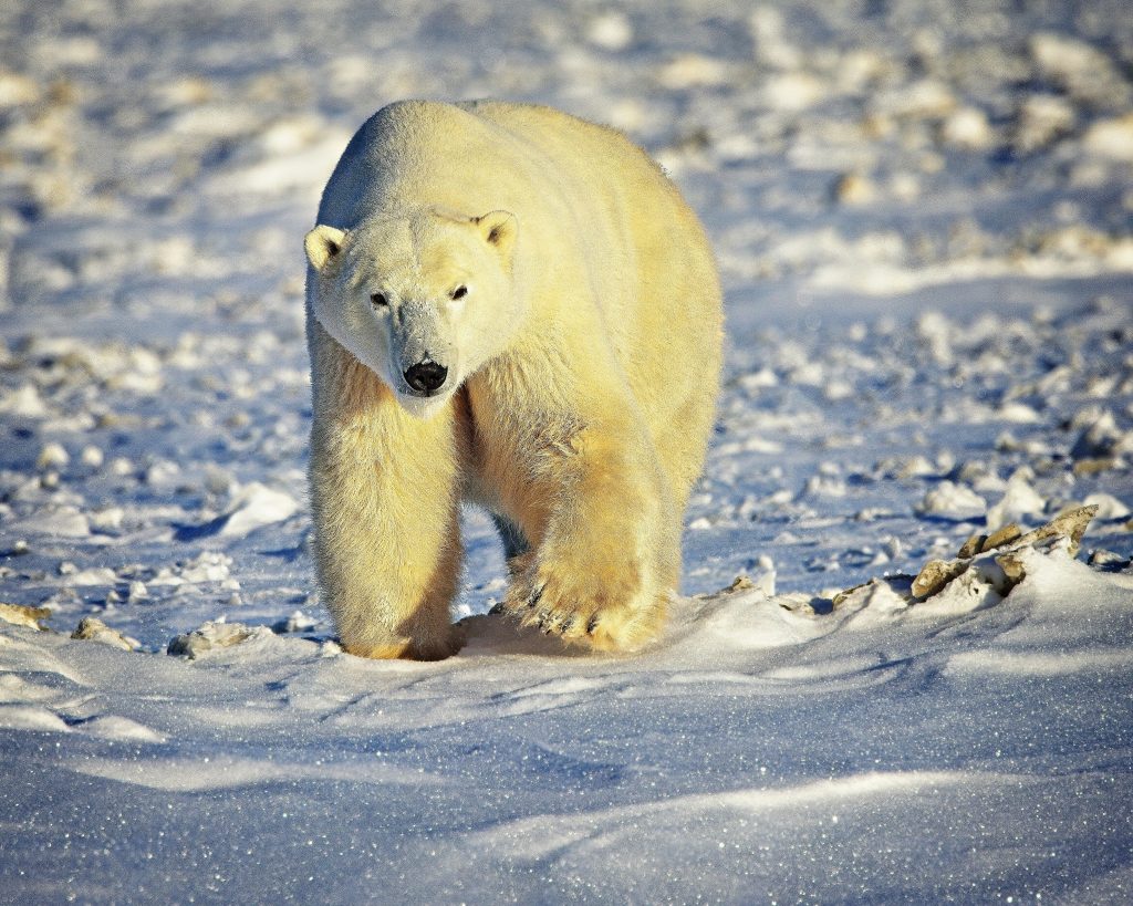 Eisbär läuft über verschneite Landschaft