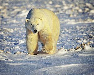 Eisbär läuft über verschneite Landschaft