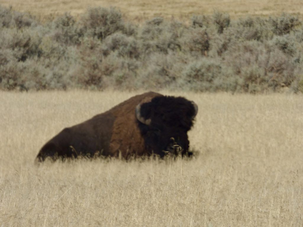 Ein Bison liegt im trockenen Gras