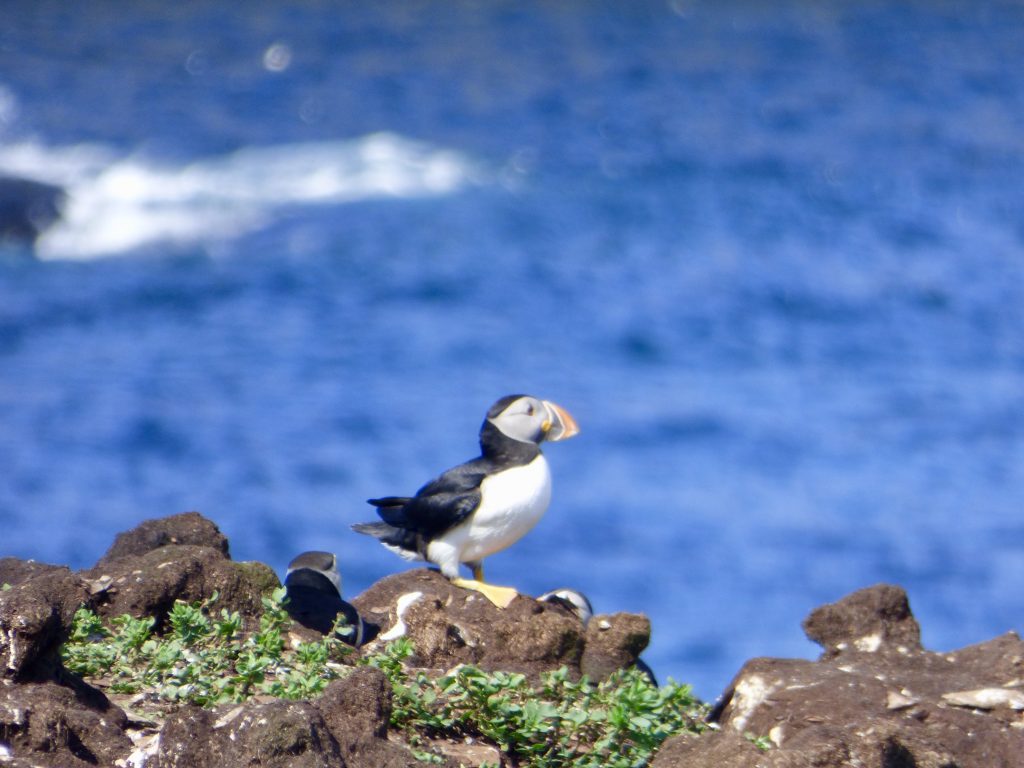 Schwarzweißer Vogel mit buntem Schnabel auf Klippe, dahinter das Meer