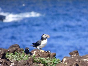 Schwarzweißer Vogel mit buntem Schnabel auf Klippe, dahinter das Meer