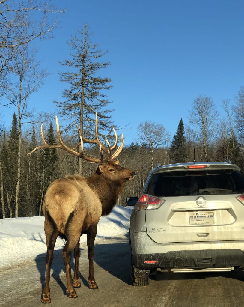 Hirsch mit Geweih steht neben einem Auto
