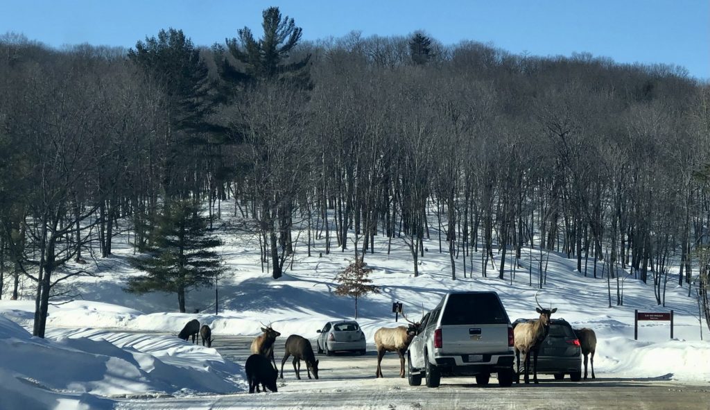 Hirsche blockieren Autos auf einer Strasse im Parc Omega