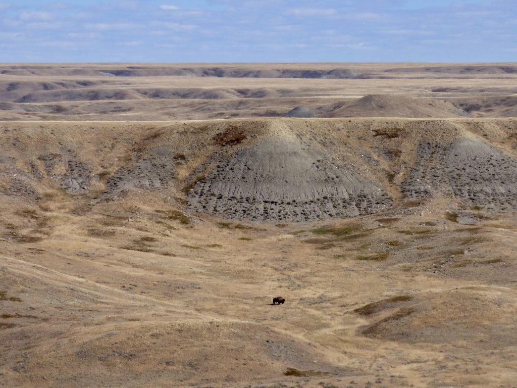 Einsames, weit entferntes Bison in trockener Graslandschaft. 