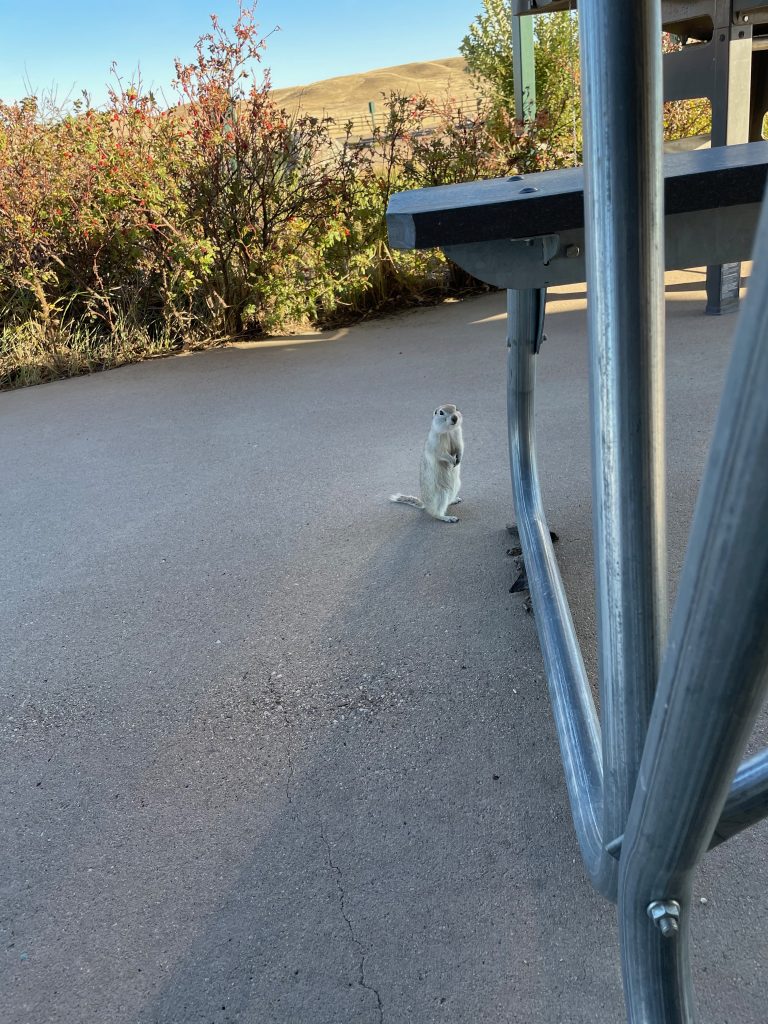 Ein kleiner Präriehund steht neben einem Tisch.