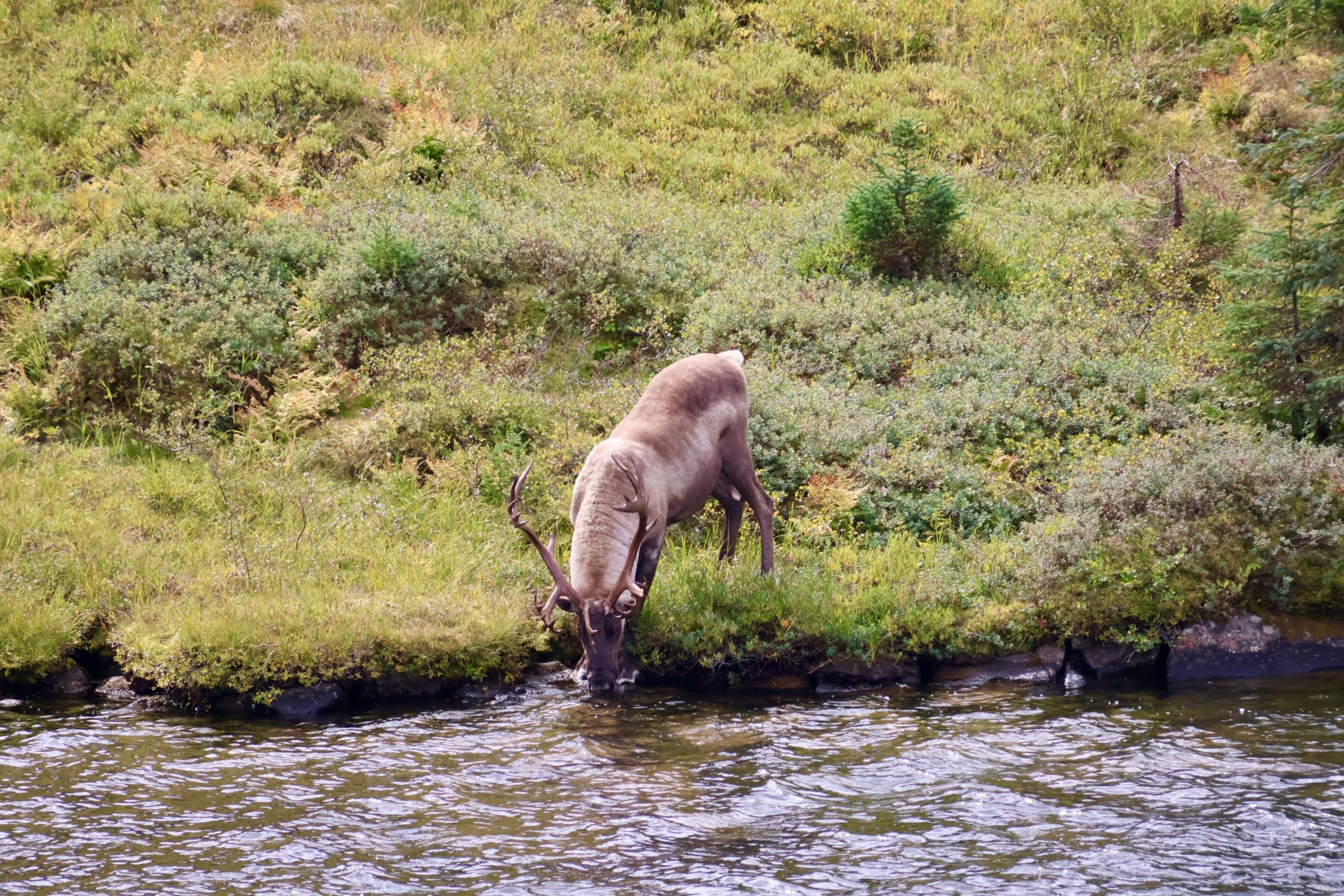 Gaspésie Nationalpark, QC